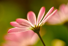 Flowers, macro, , , petals, , pink, 