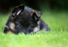 German Shepherd, puppy, pet