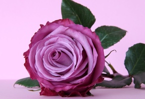violet, , flower, rose, , purple, 
