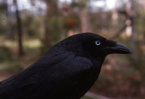 , torresian crow, , 