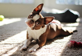 Red boston terrier, , 