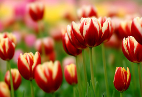 , tulips, 