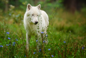 ,  , Arctic wolf