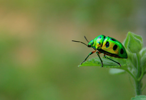 Green beetle, , , 