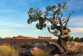 Ancient pine tree, Arches National Park, Utah