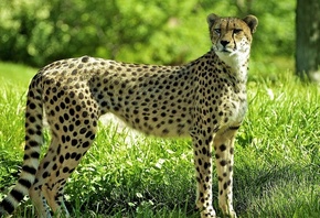 , , Guepard, cheetah, , 