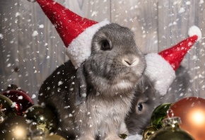  , , New Year, Christmas, , , , bunny
