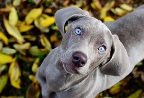 , , , weimaraner, , , 