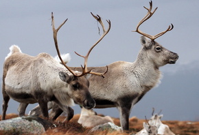 Reindeer, Cairngorms, 