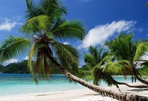 coast, beach, paradise, summer, ocean, palm, tropical, , ,  ...