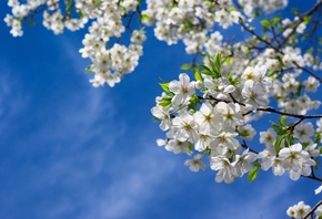 , , , , , , , , spring, tree, branches, nature, flowers, cherries, leaves, sky