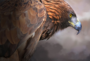 Golden Eagle,  , , , 