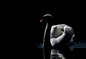 MMaglica, photo, MMaglica photo, dark, lake, swan, beautiful, peaceful