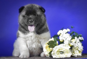 hats, , flowers, , puppy, 