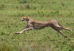 Cheetah, Acinonyx jubatus, predator, big cat, Africa