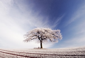 tree, snow, field, sky, arable