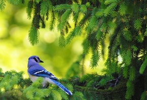 american, blue jay, bird, leaves, tree