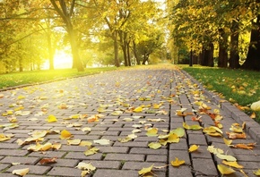 trees, sun, grass, bench, park