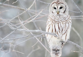 winter, tree, snow, bird, wild