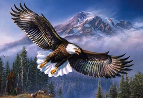 eagle, wind, mountain, wld, sky, bird