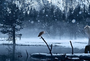 owl, wolf, snow, trees, ice, forest, wild
