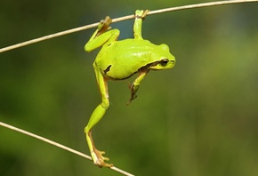 frog, green, branch, tree, wild