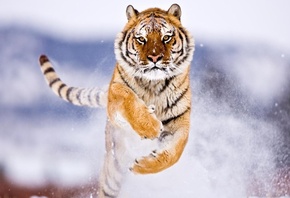 tiger, amur, snow, jump, wild