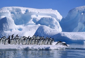 penguins, ice, snow, water, wild