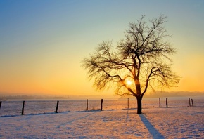 morning, sunrise, tree, sky, snow