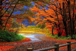 autumn, tree, leaves, rock, green, patch