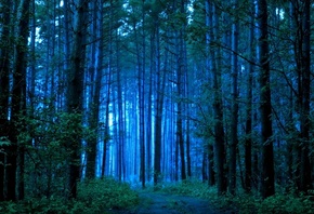 morning, sunrise, tree, forest, trail