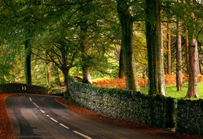 autumn, tree, leaves, rock, green, patch