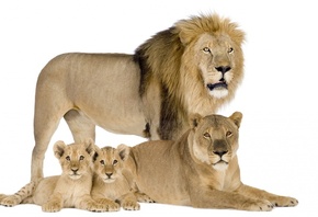 lion, family, bigcat, wild
