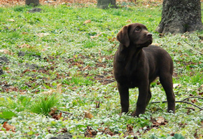 , , , puppy, glass, dog