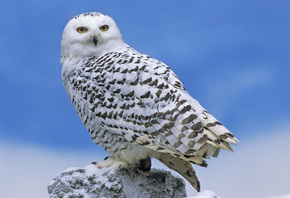 owl, bird, snow, wild, fly