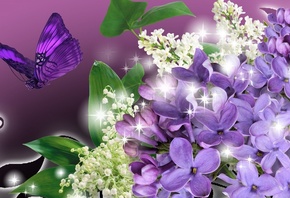 blossoms, butterfly, flower, purple