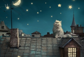 Persian white cat, kitten, Fairytale, fantasy, roof, house, sky, night, sta ...