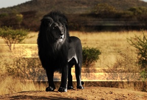 lion, black, wild, safari, africa, savanah