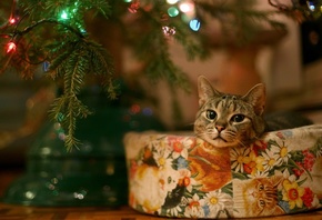 cat, tree, light, christmas