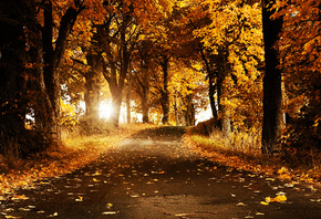 autumn breeze, autumn, breeze, flower, trees, road, sun, shine, yellow, coo ...