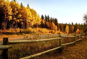 road, tree, path, fence, sky