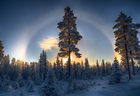 forest, sky, colors, tree