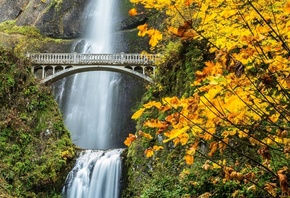 waterfall, forest, tree, river, green, bridge