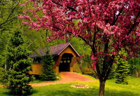 forest, bridge, tree, patch