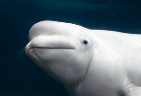 Beluga whale, Aquarium, white