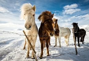 horse, winter, snow, fields