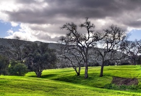 tree, forest, hills, green, grass