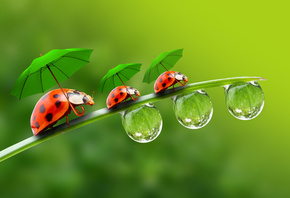 ,  , , , a blade of grass, ladybirds, droplets, parasols