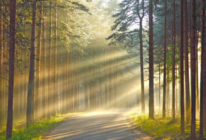 sunlight, tree, forest, ray, light