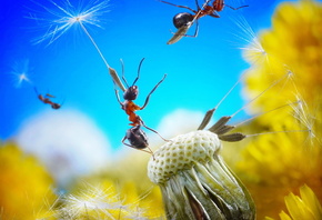 Dandelion, flower, fluff, seed, ant, , , , , , , , , , , 